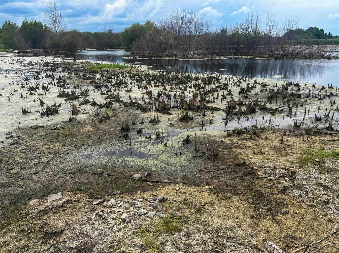 Marshland landscape with water, dry patches, and vegetation, showcasing natural ecological diversity in serene outdoor environment , swampy body of water in hot climate, climate change, global warming photo