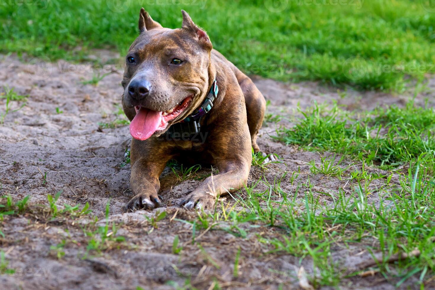 Funny pitbull relaxing with tongue hanging out photo