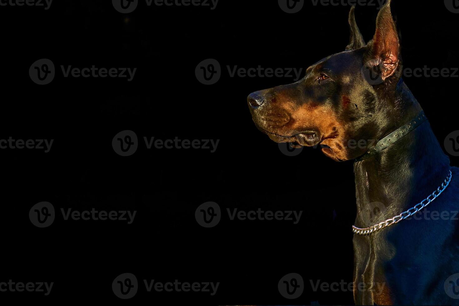 Security and safety.Domestic dog's head Doberman on black photo