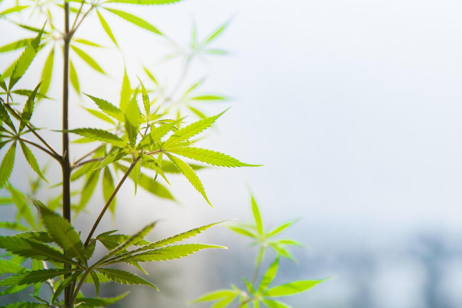 Agricultural cannabis farm with lush vegetation photo