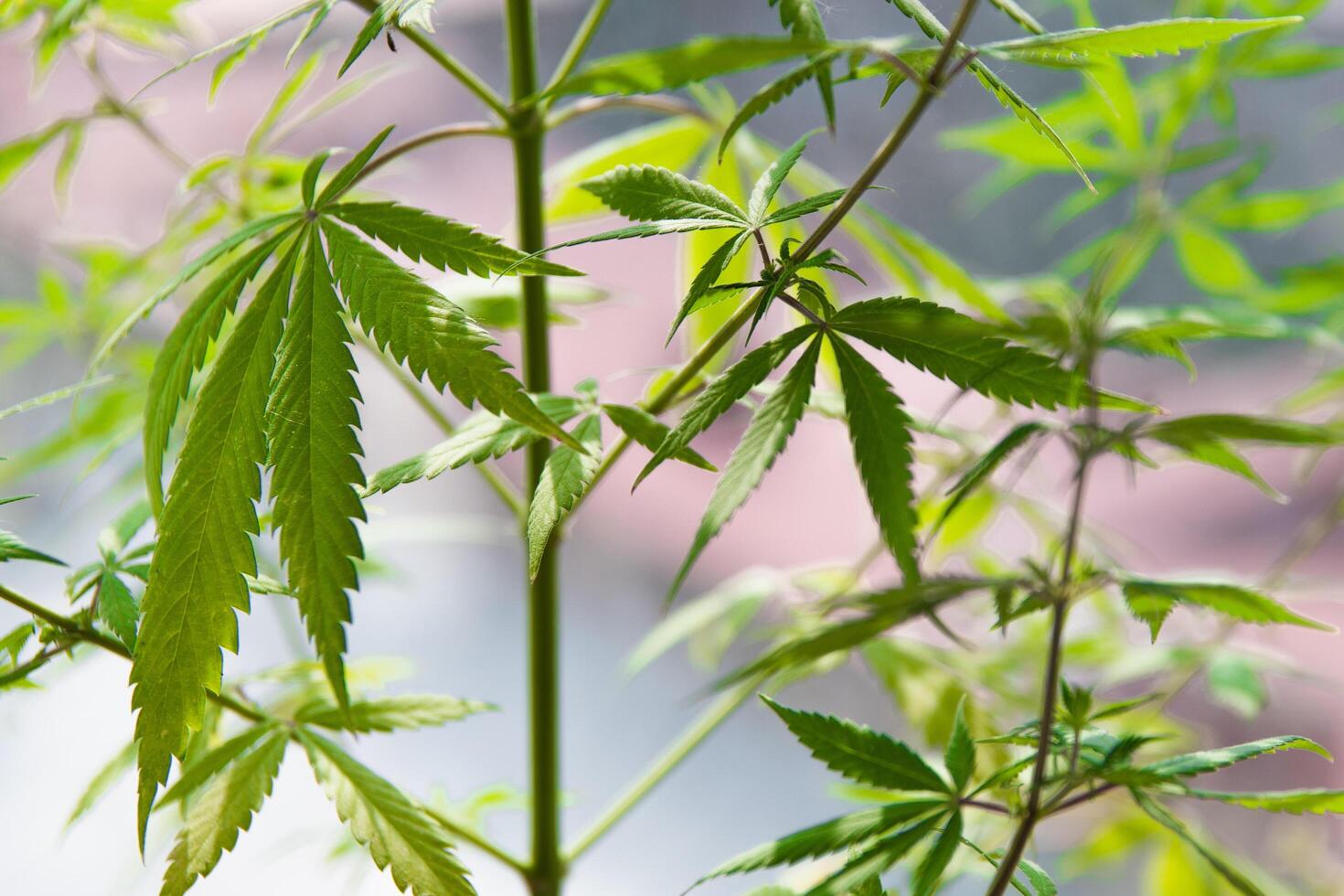 Healthy green cannabis plants growing in open field photo