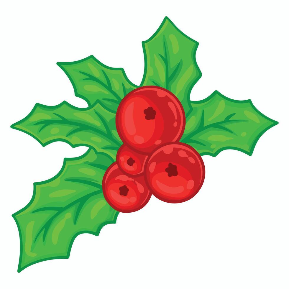 Christmas holly berry isolated on white background. illustration. vector