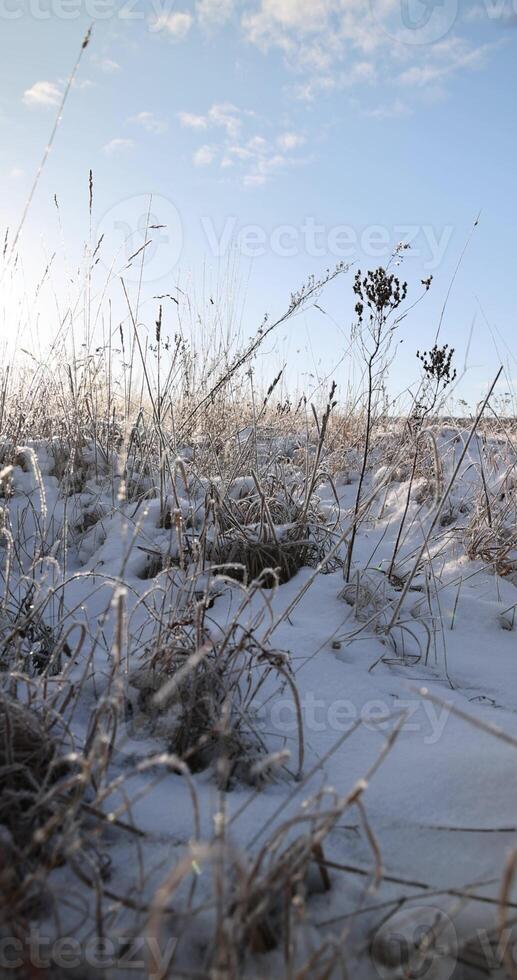 dry grass in the field during the winter season in sunny weather photo