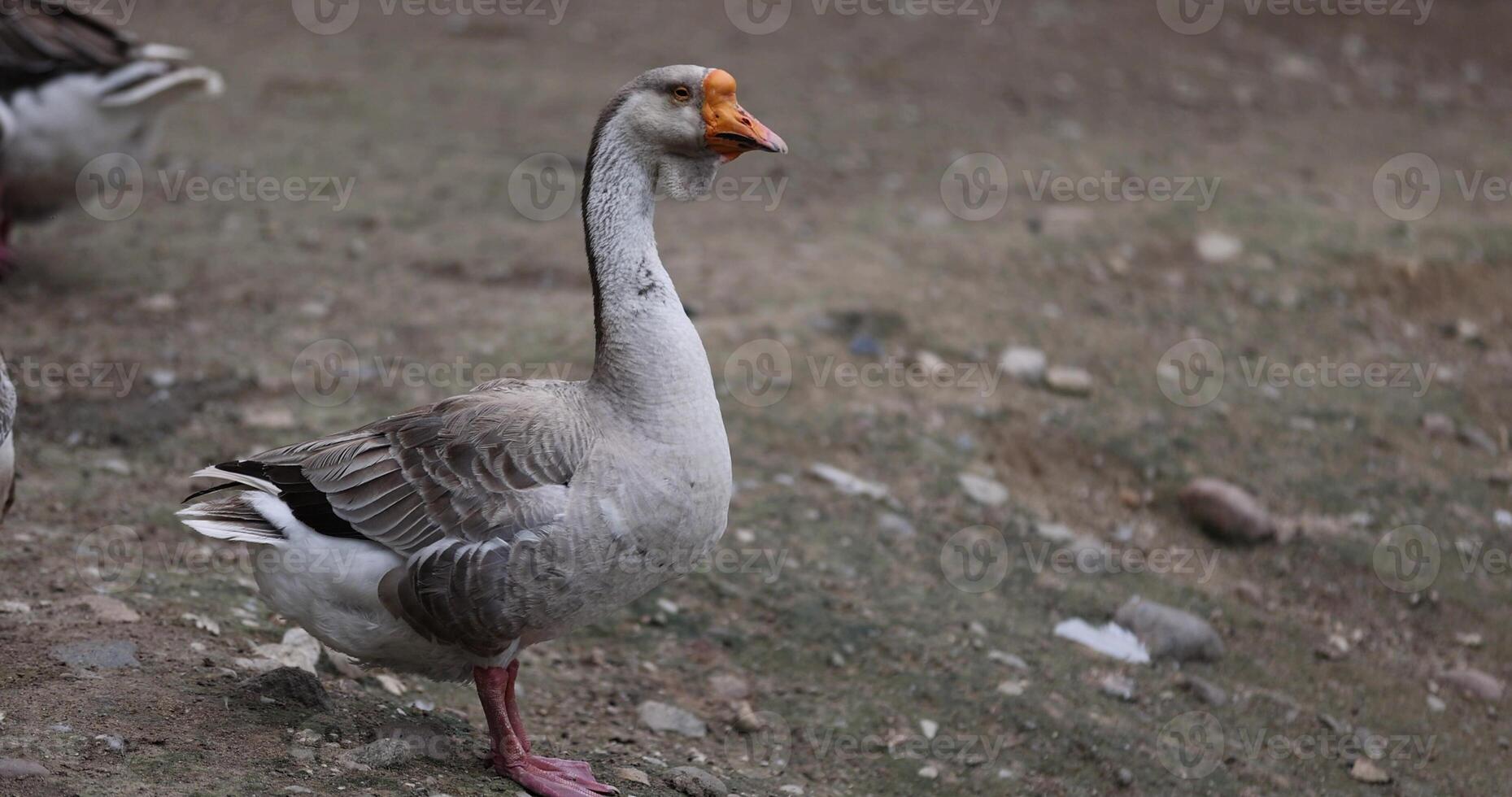 a large lone goose in the yard in the countryside photo
