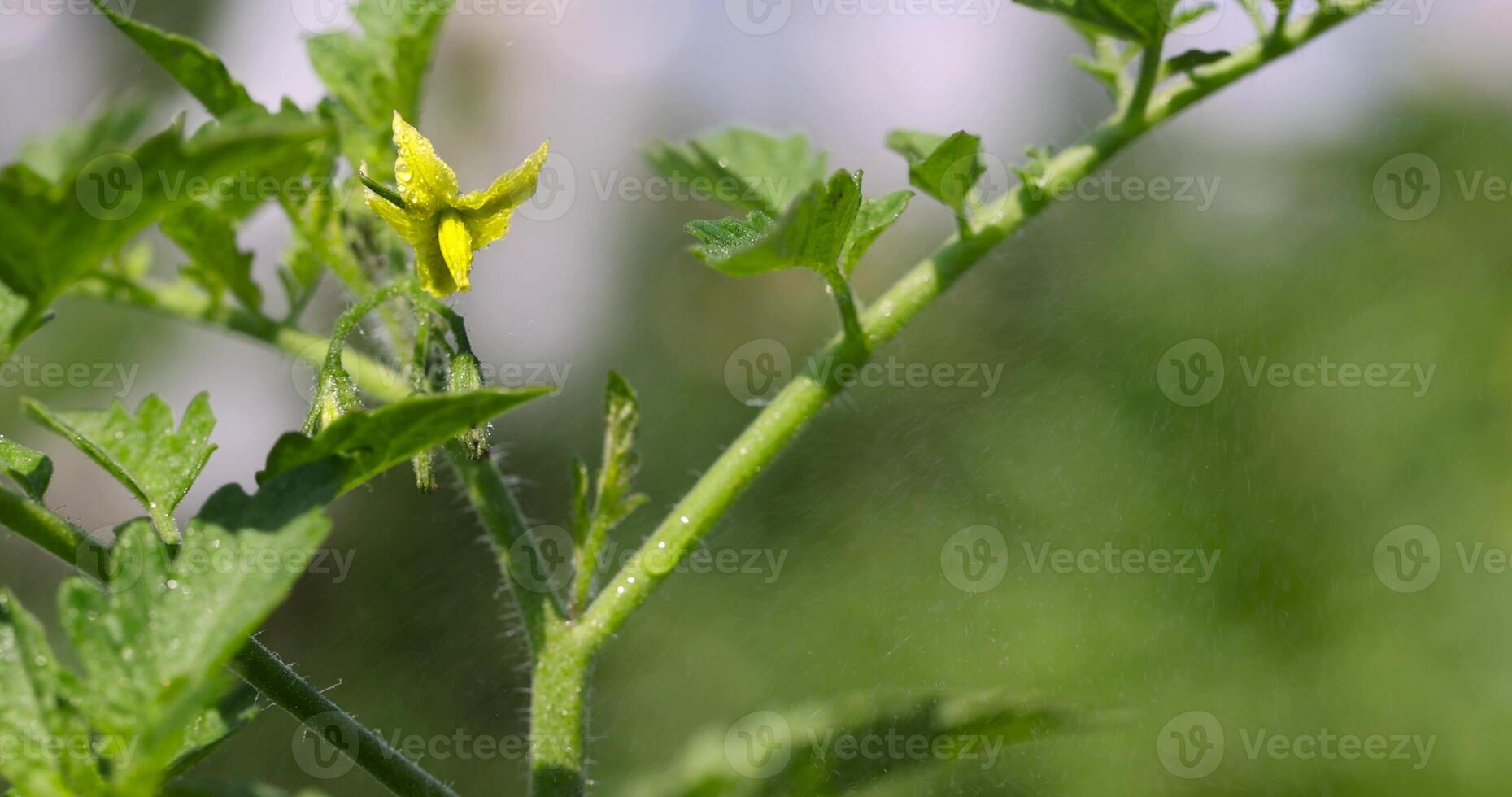 a field with tomato bushes covered with water droplets photo