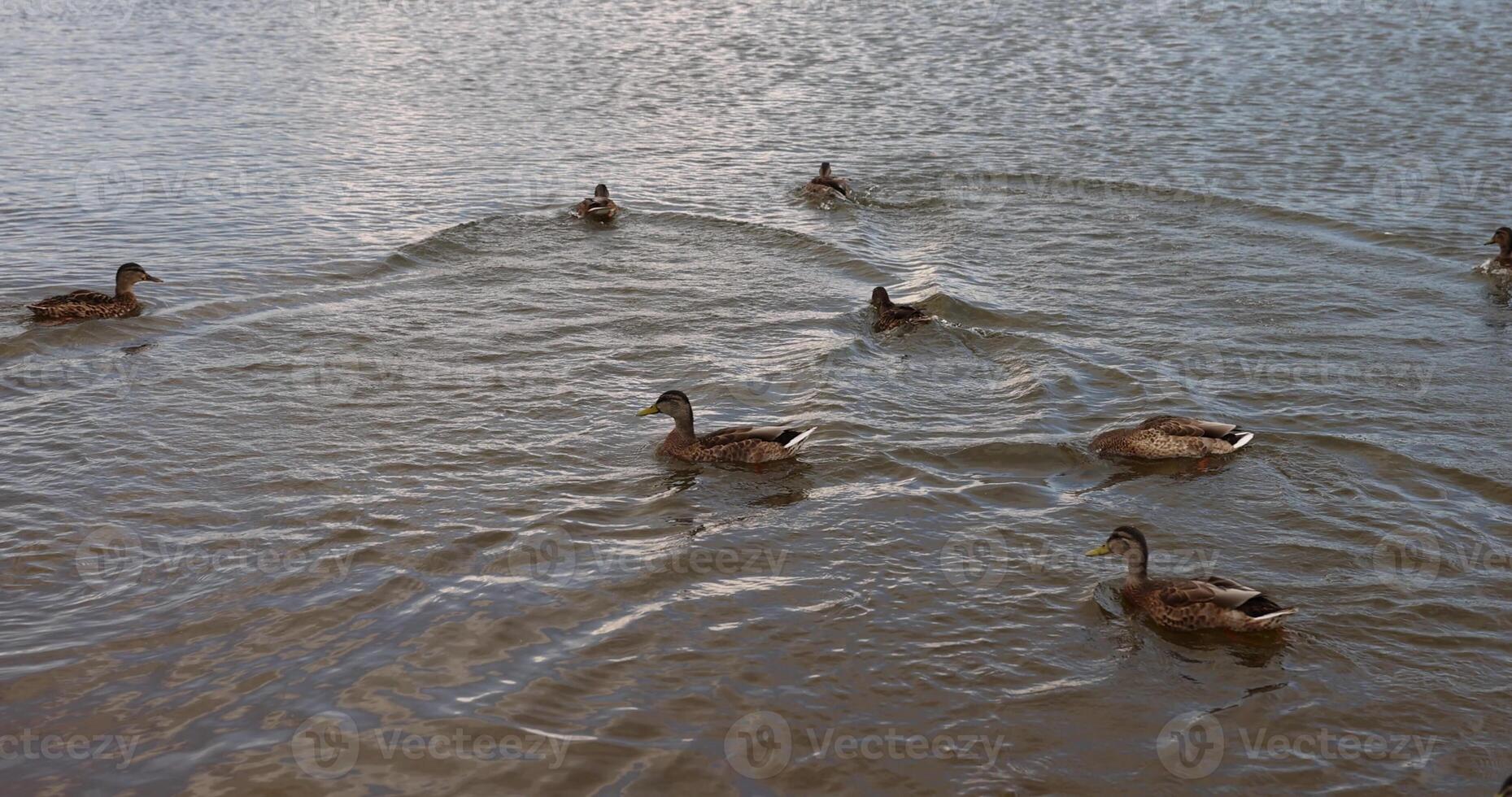 a large number of ducks during feeding in the summer photo
