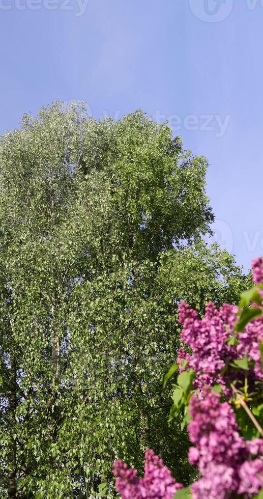 green foliage on birch trees in spring against a blue sky photo