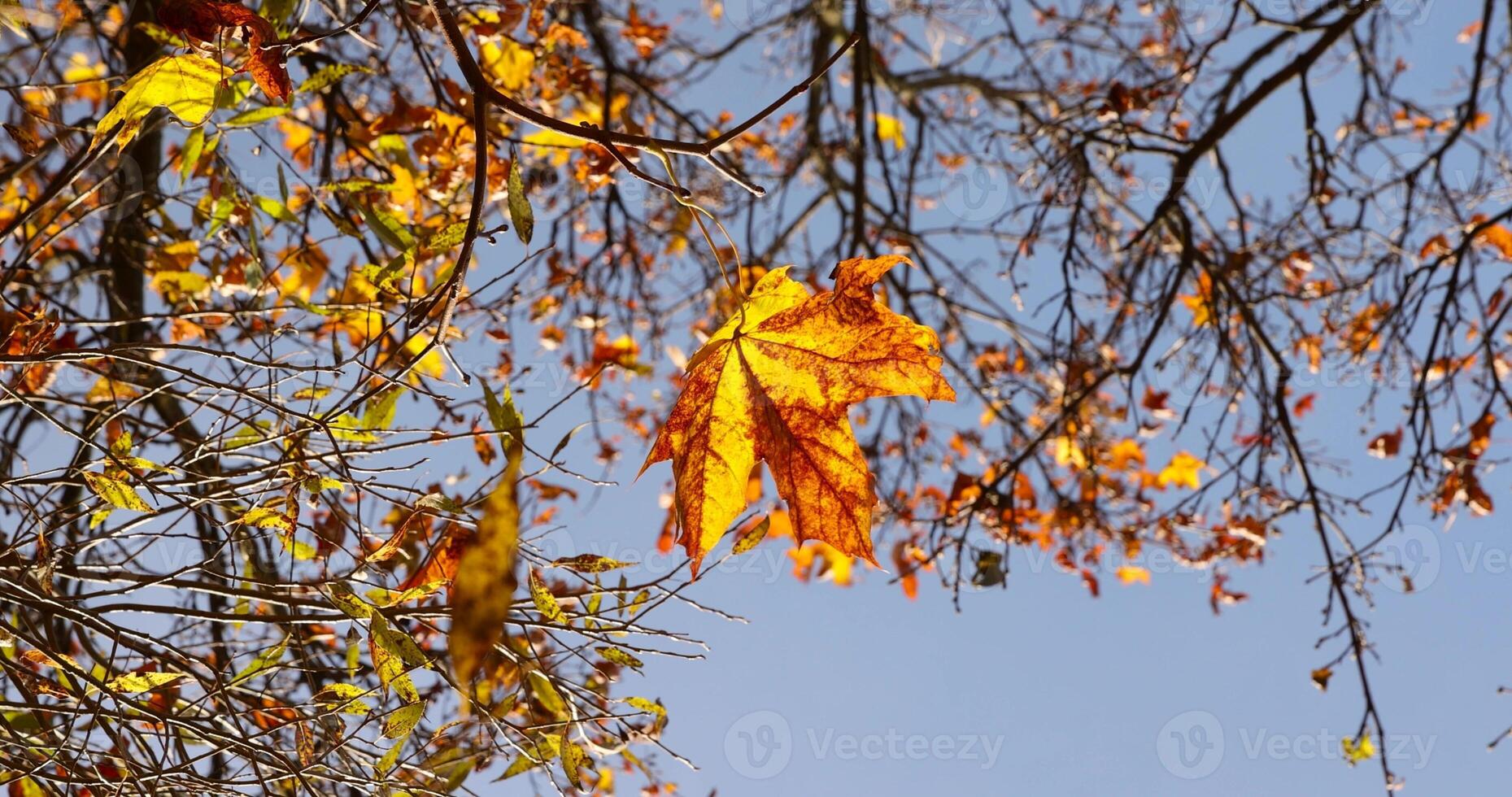 The last orange foliage on the maple tree photo