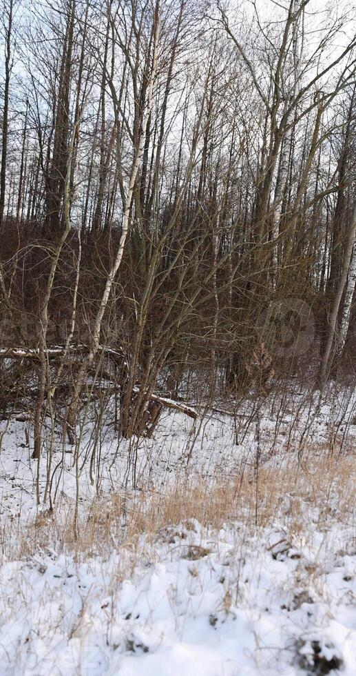 deciduous trees without foliage covered with snow in winter photo