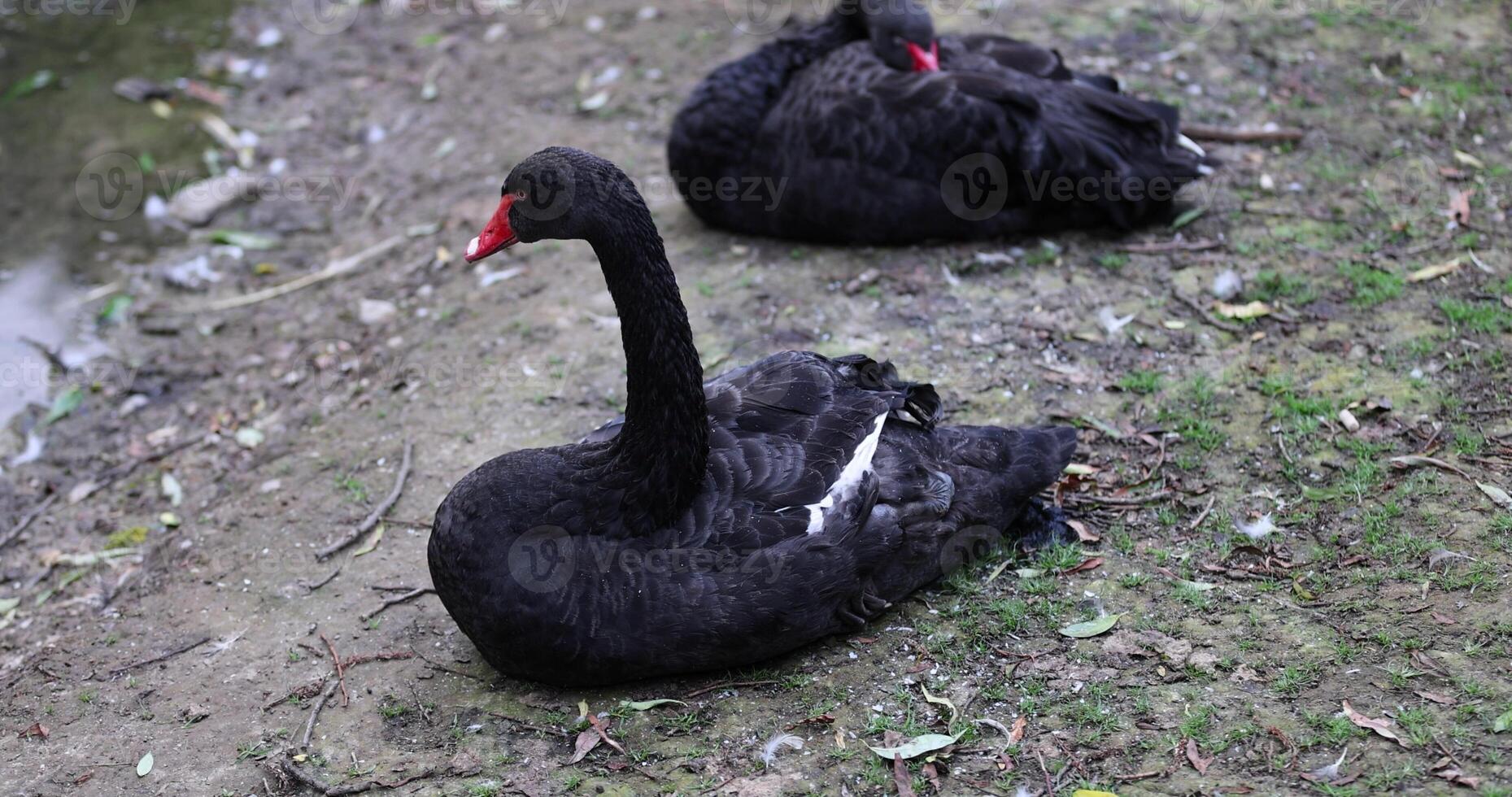 one bird is a swan with rare black feathers and a red beak photo