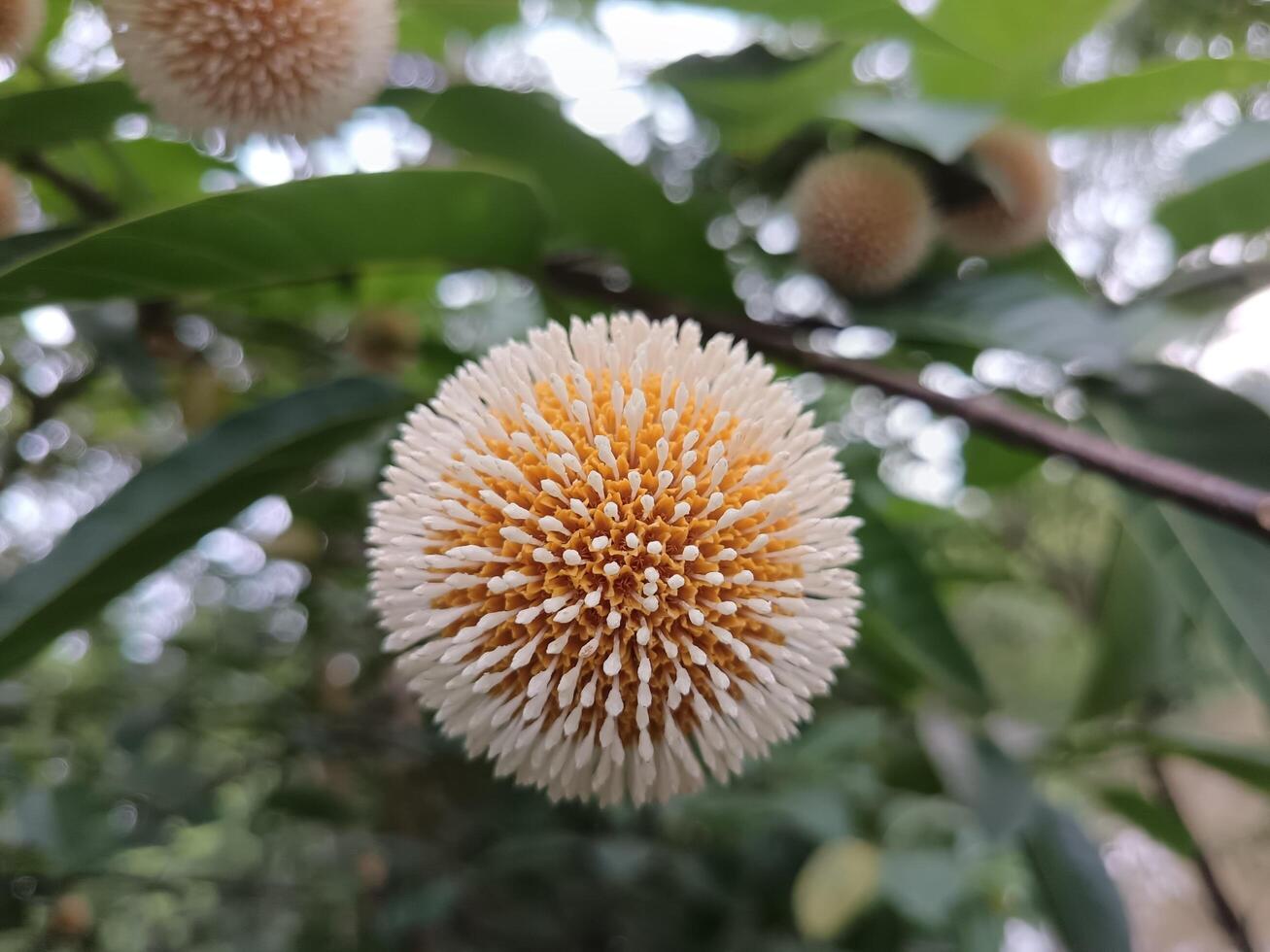 a white and yellow flower on a tree. Burflower on a tree photo