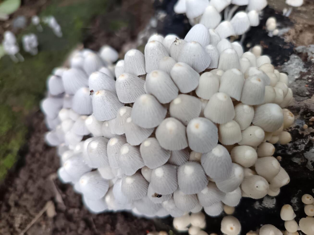 a cluster of white mushrooms on a tree photo