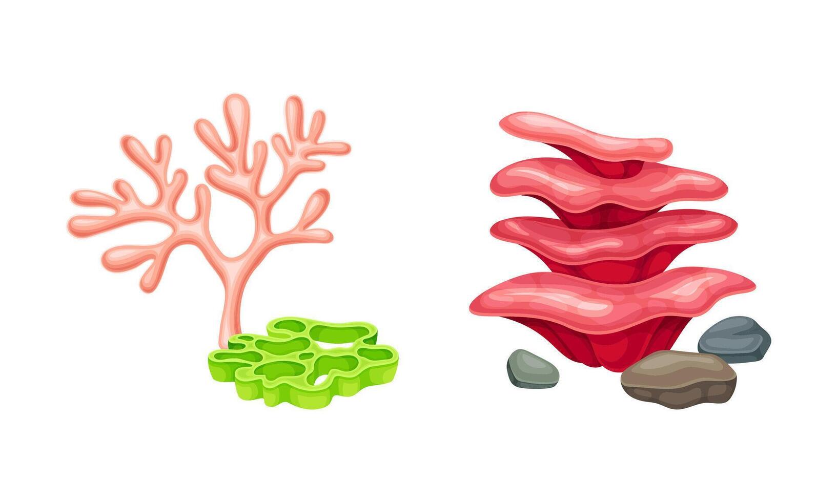 Coral and algae seaweed plants set. Undersea biodiversity flora cartoon illustration vector