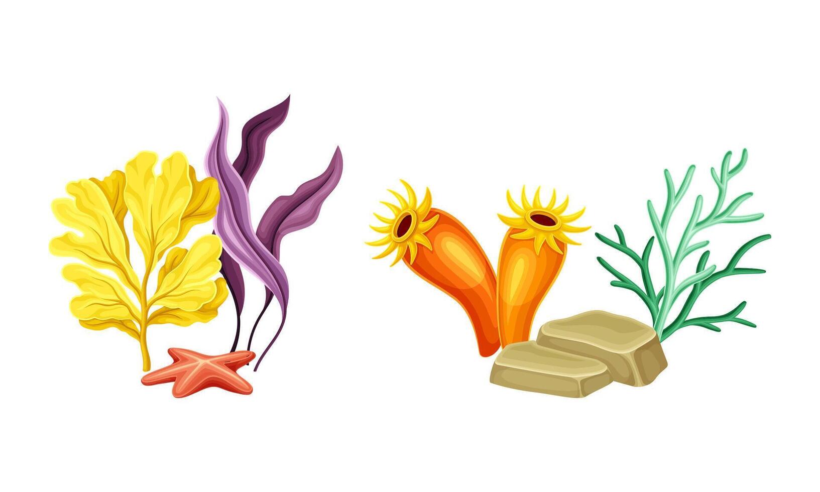 Colorful algae seaweed plants set. Undersea biodiversity flora cartoon illustration vector
