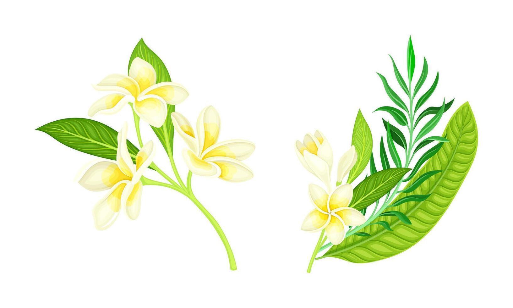 Tropical resort objects set. Frangipani flowers and tropical plants leaves cartoon illustration vector