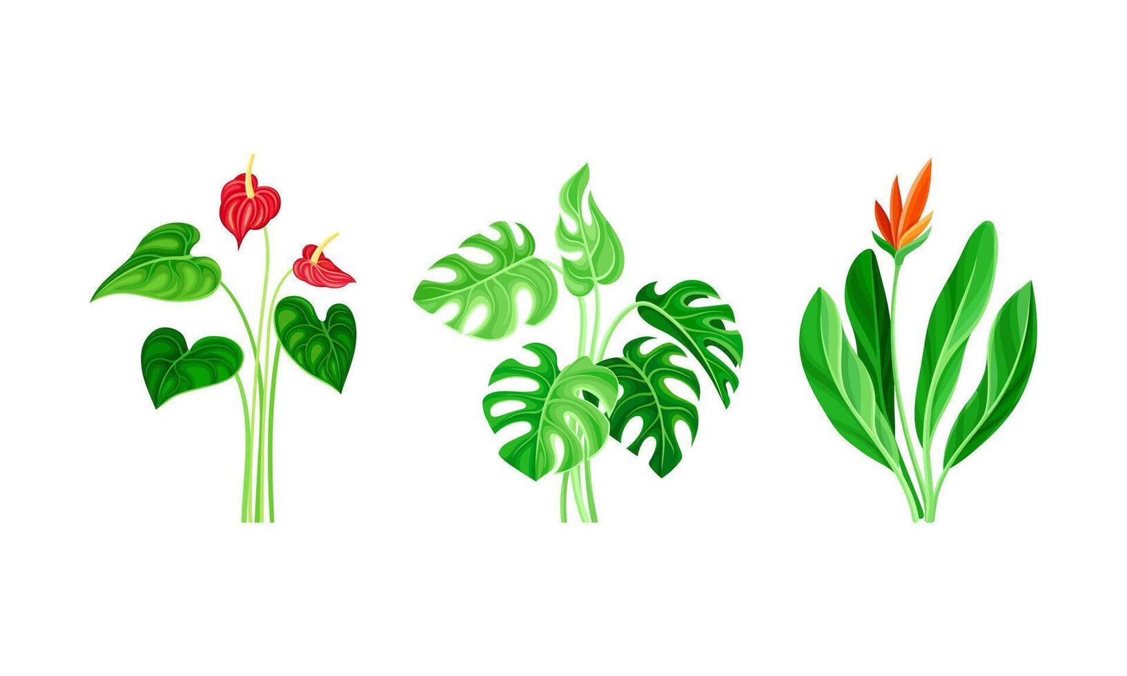 Set of tropical exotic plants and leaves cartoon illustration vector