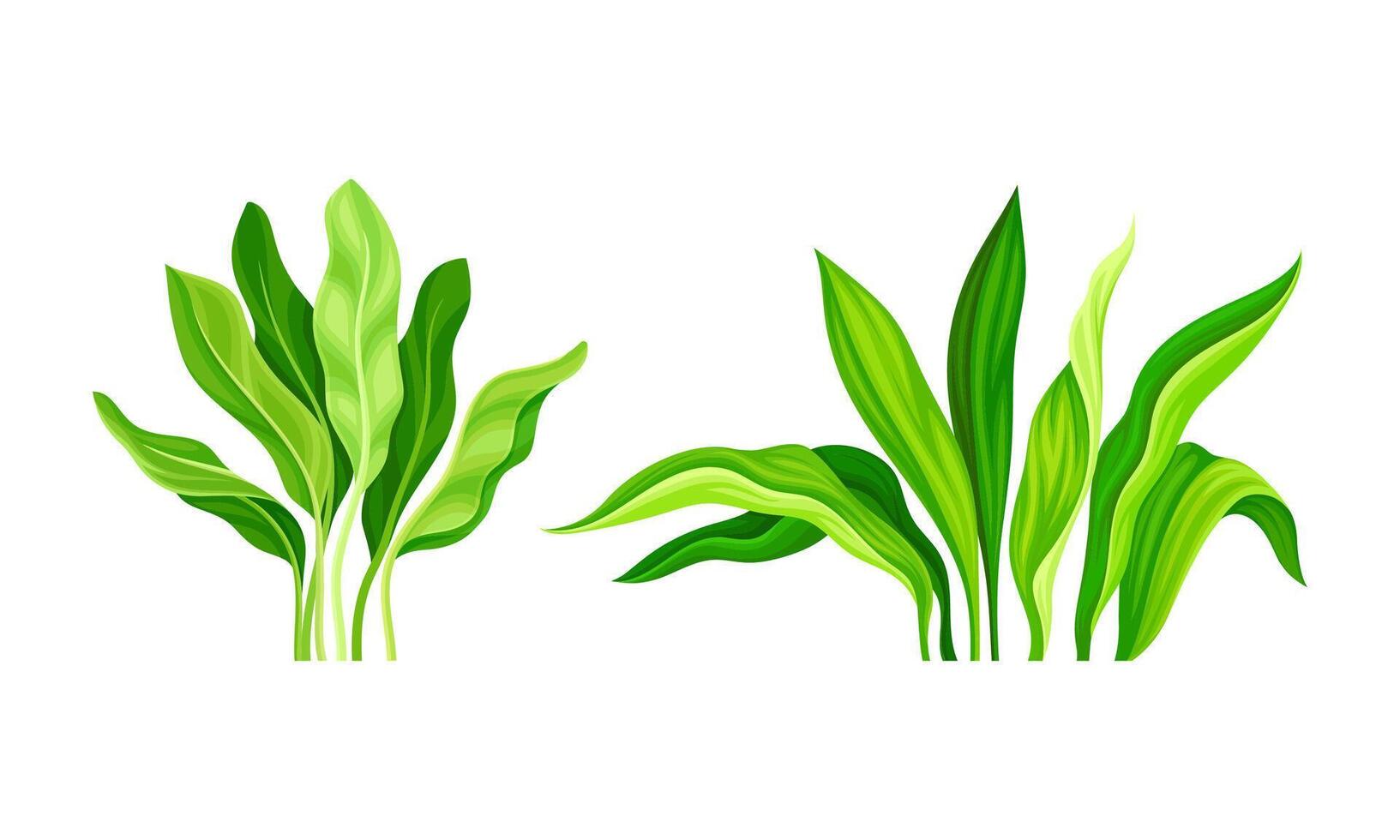Tropical exotic plants set. Green lush leaves cartoon illustration vector