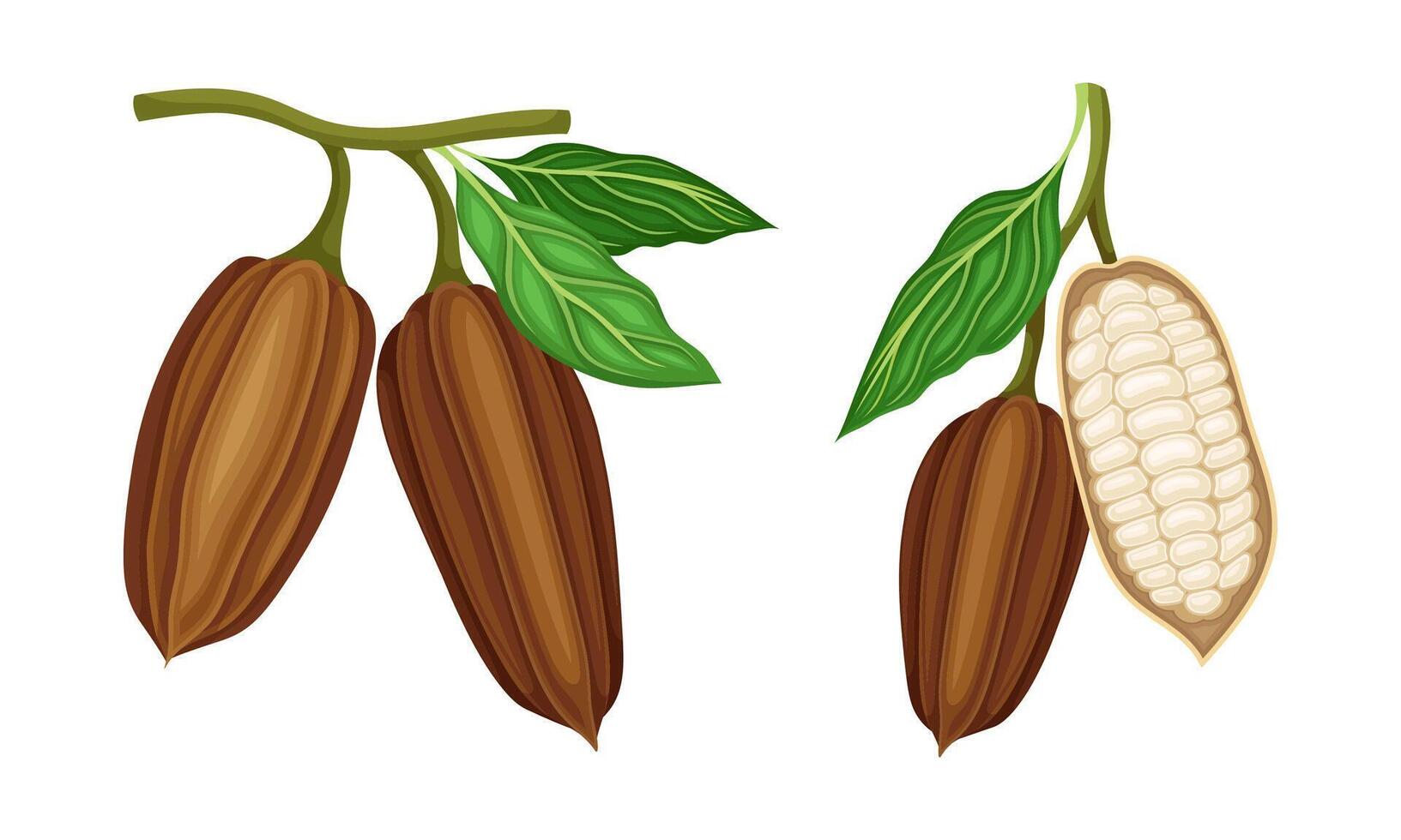Raw cocoa beans. Natural healthy product illustration vector