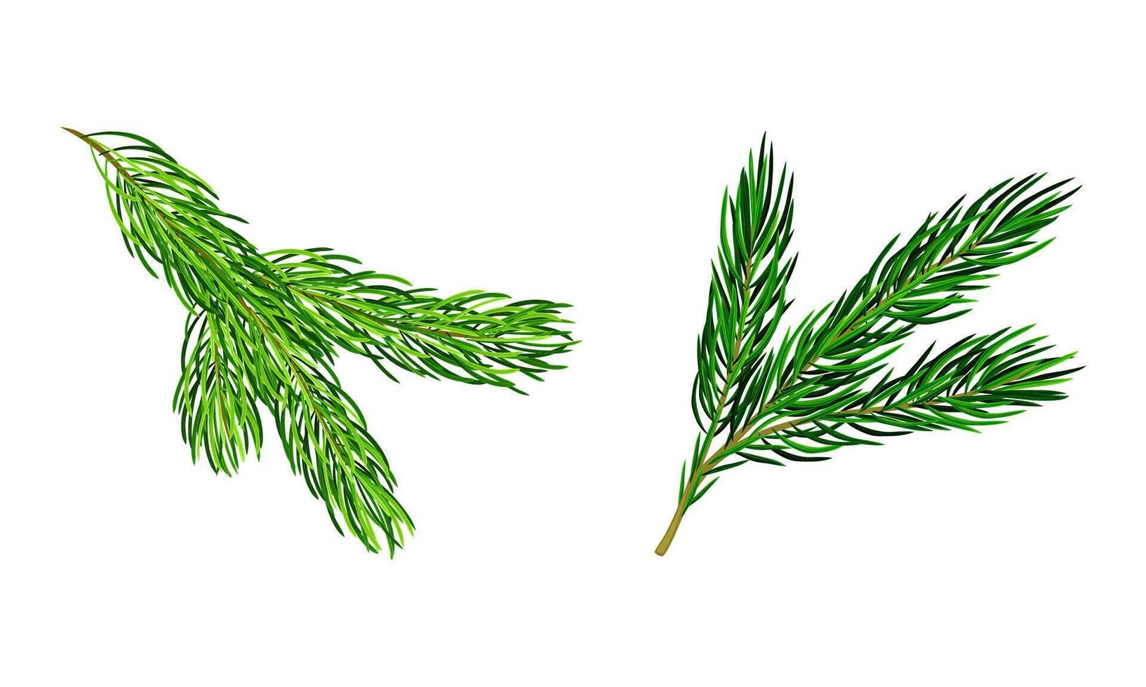 Fir tree branches set. Christmas decoration element cartoon illustration vector