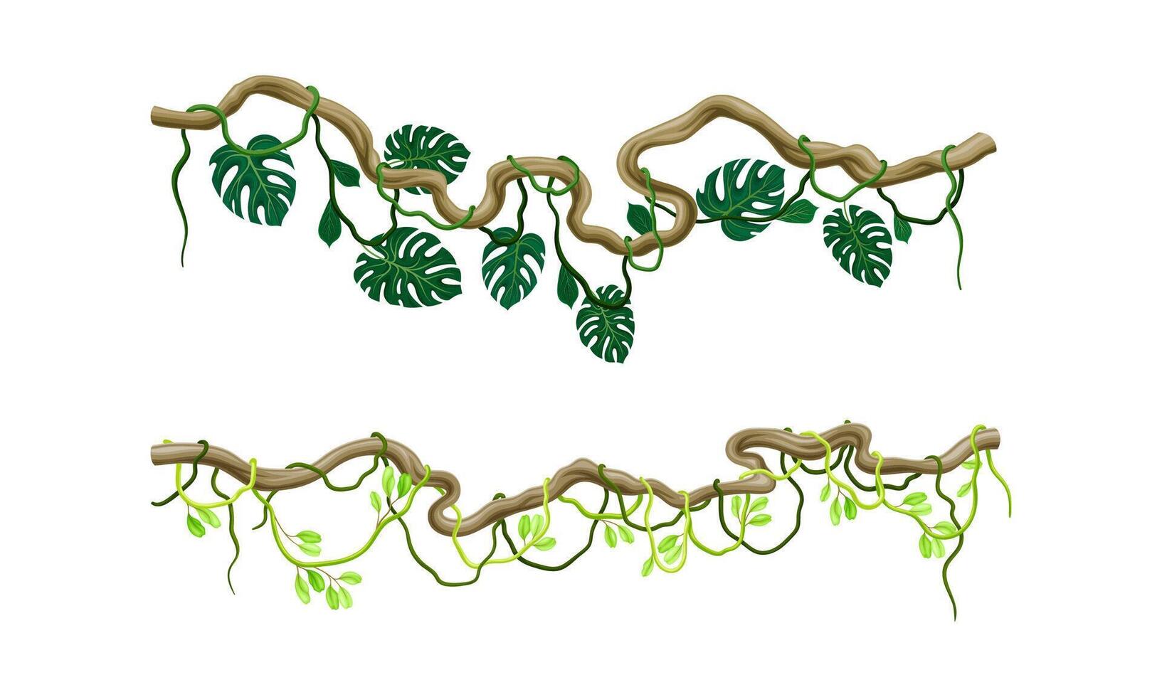 Green climbing ivy creeper branches set. Tropical climbing plants illustration vector