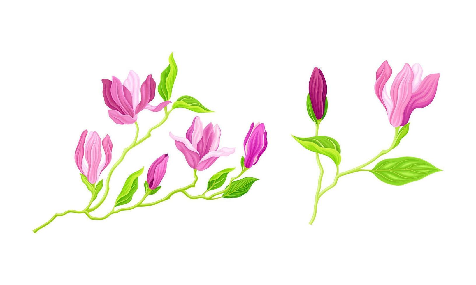Summer plant with pink flowers, buds and leaves, greeting card or invitation design illustration vector