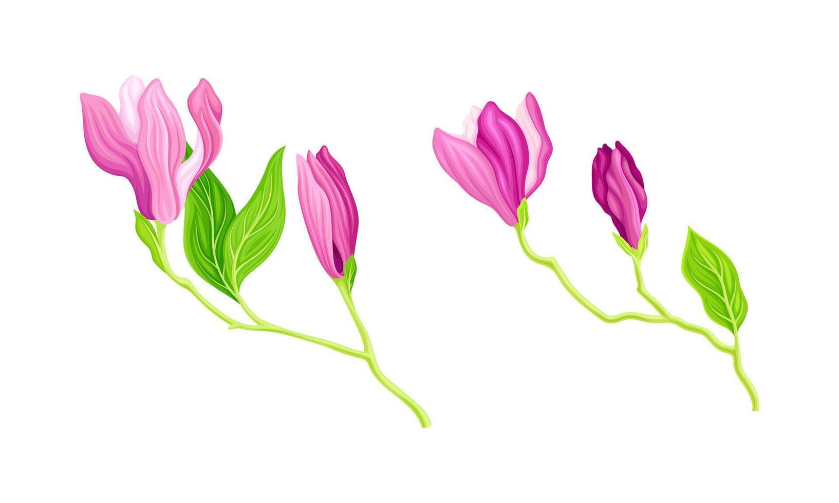 Summer or spring plant with pink flowers, buds and leaves illustration vector