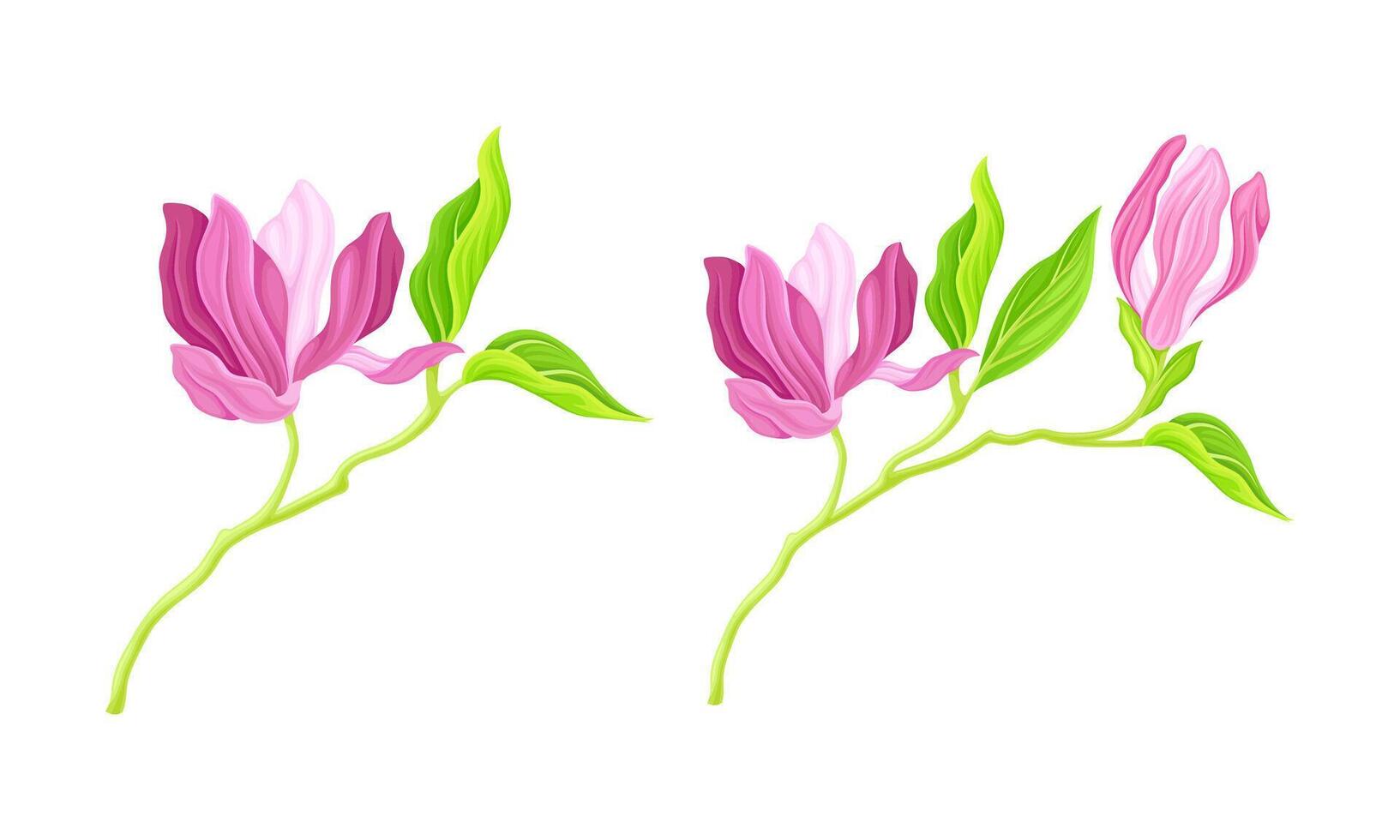 Branches with pink flowers, green leaves and buds illustration vector