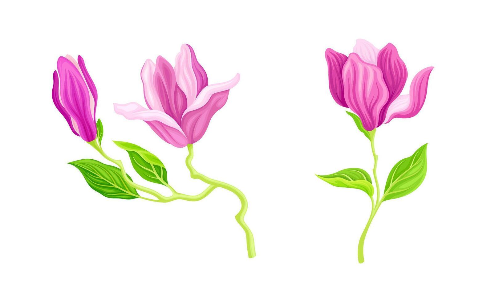 Beautiful pink flowers, greeting card or invitation design illustration vector