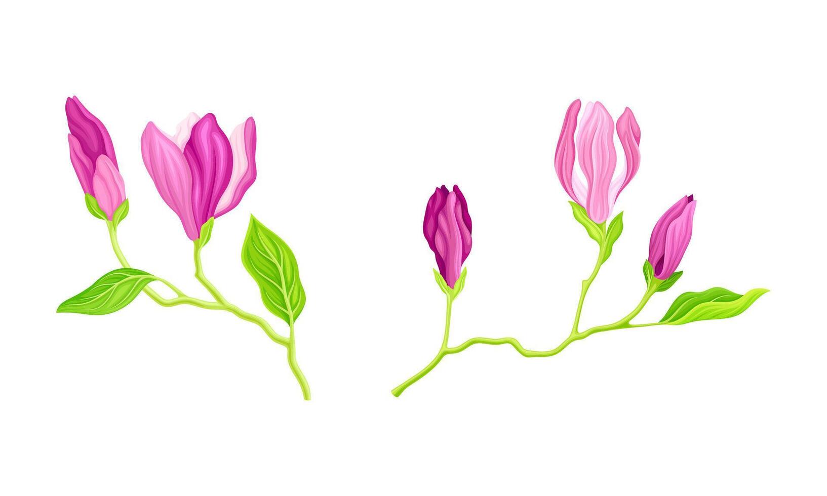 Branches of climbing pink flowers with leaves and buds illustration vector