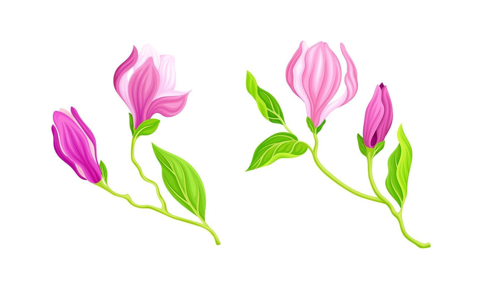 Branches of climbing plant with leaves, pink flowers and buds illustration vector