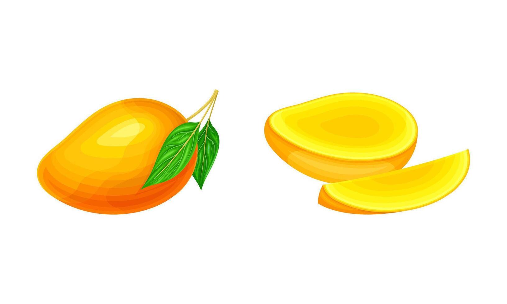 Fresh ripe mango set. Whole and half of sweet juicy exotic fruit illustration vector
