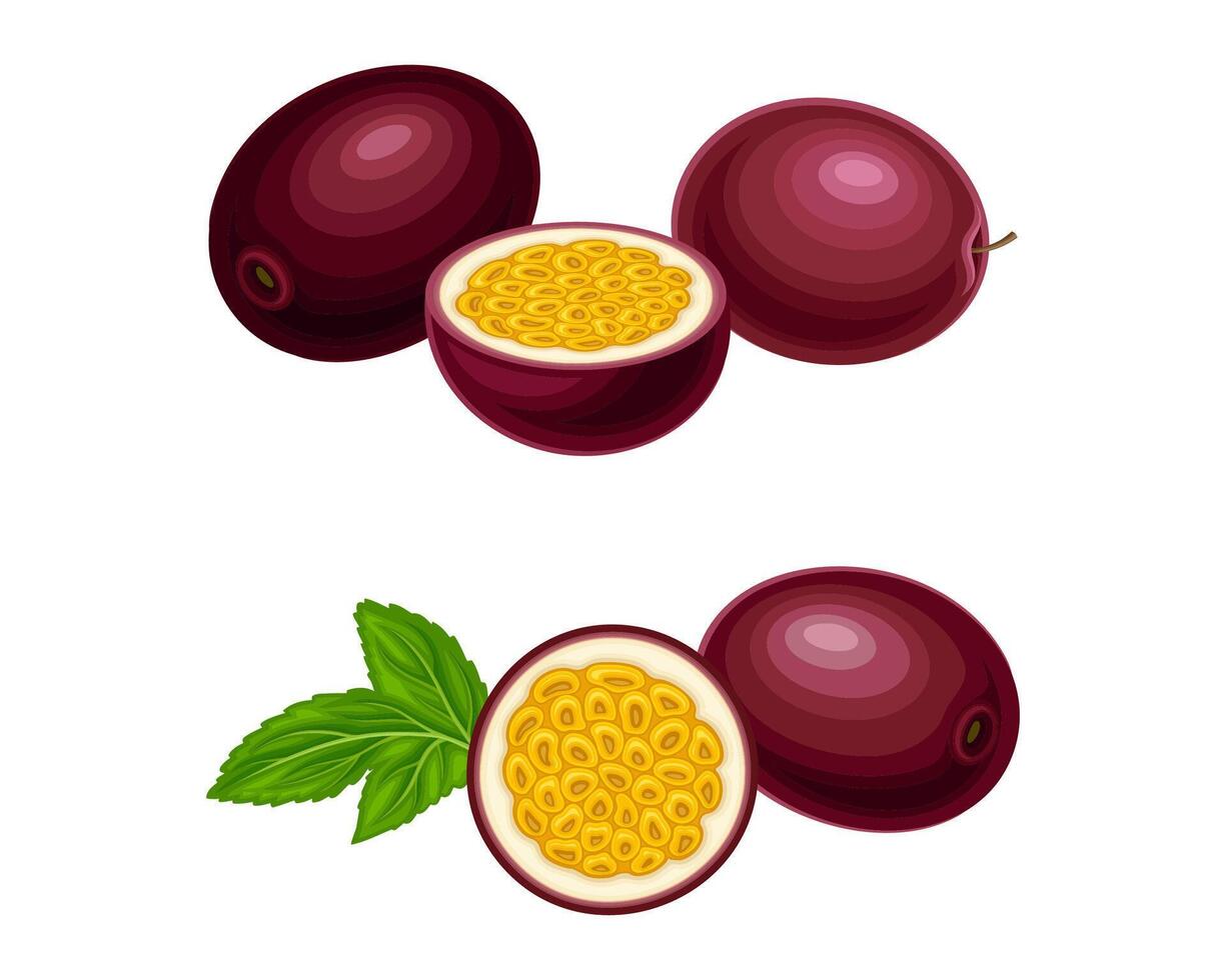 Fresh ripe passionfruit set. Whole and half of sweet juicy exotic maracuya fruit illustration vector
