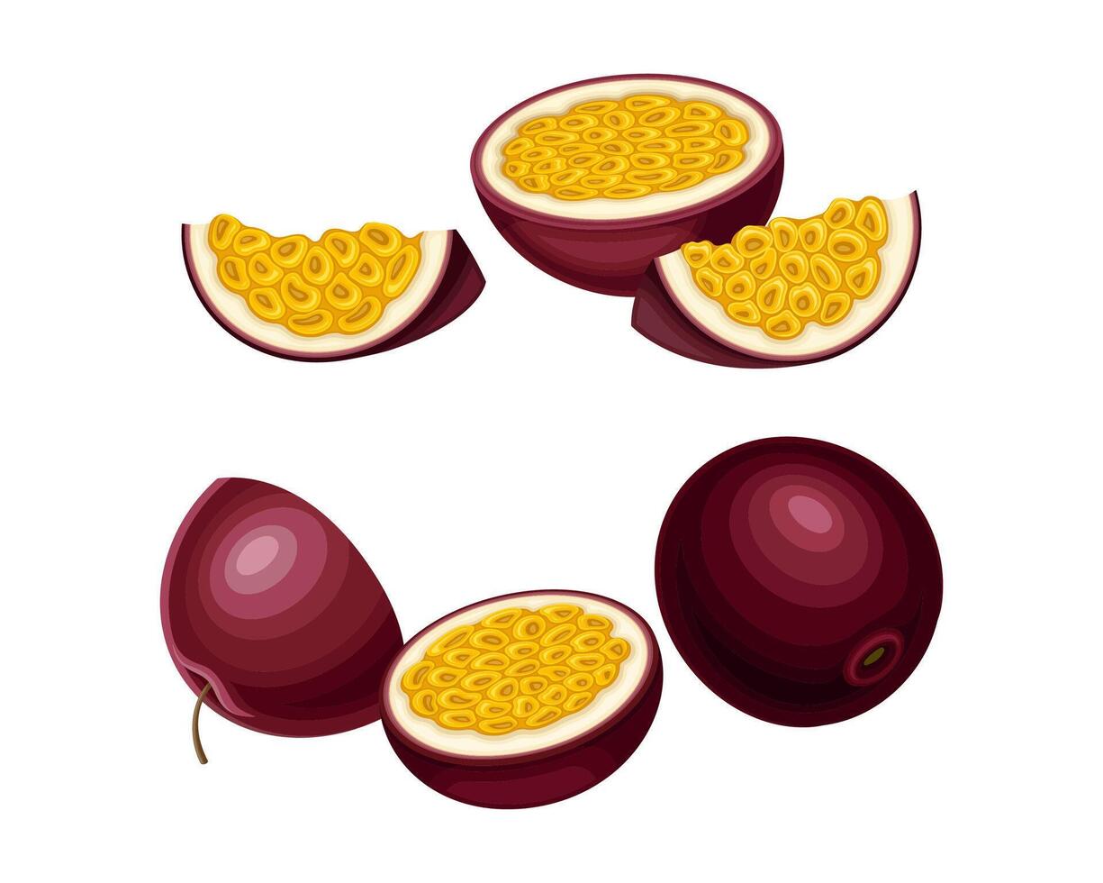 Fresh ripe passionfruit set. Whole and pieces of sweet exotic maracuya fruit illustration vector