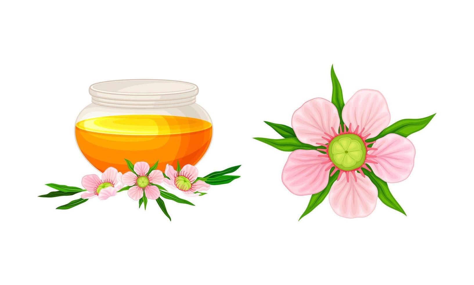 Pink Manuka plant flower and beneficial Manuka honey in glass jar illustration vector