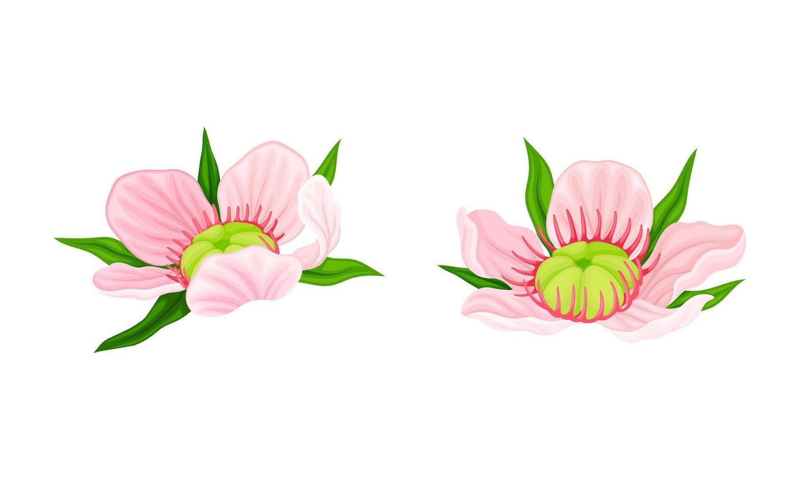 Manuka pink flowers set. Australian native plant illustration vector