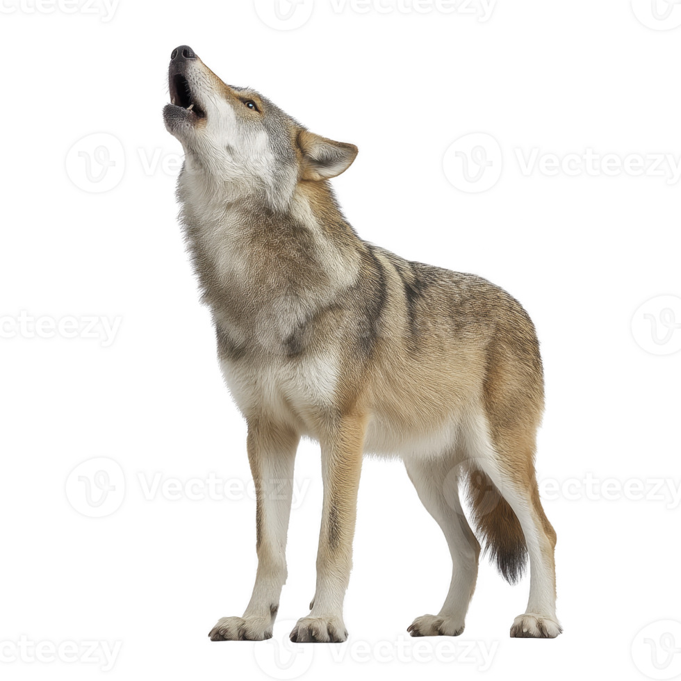 Wolf stands howling with its head tilted upward, showcasing its thick fur and strong build. image captures wild essence and natural beauty of this majestic animal png