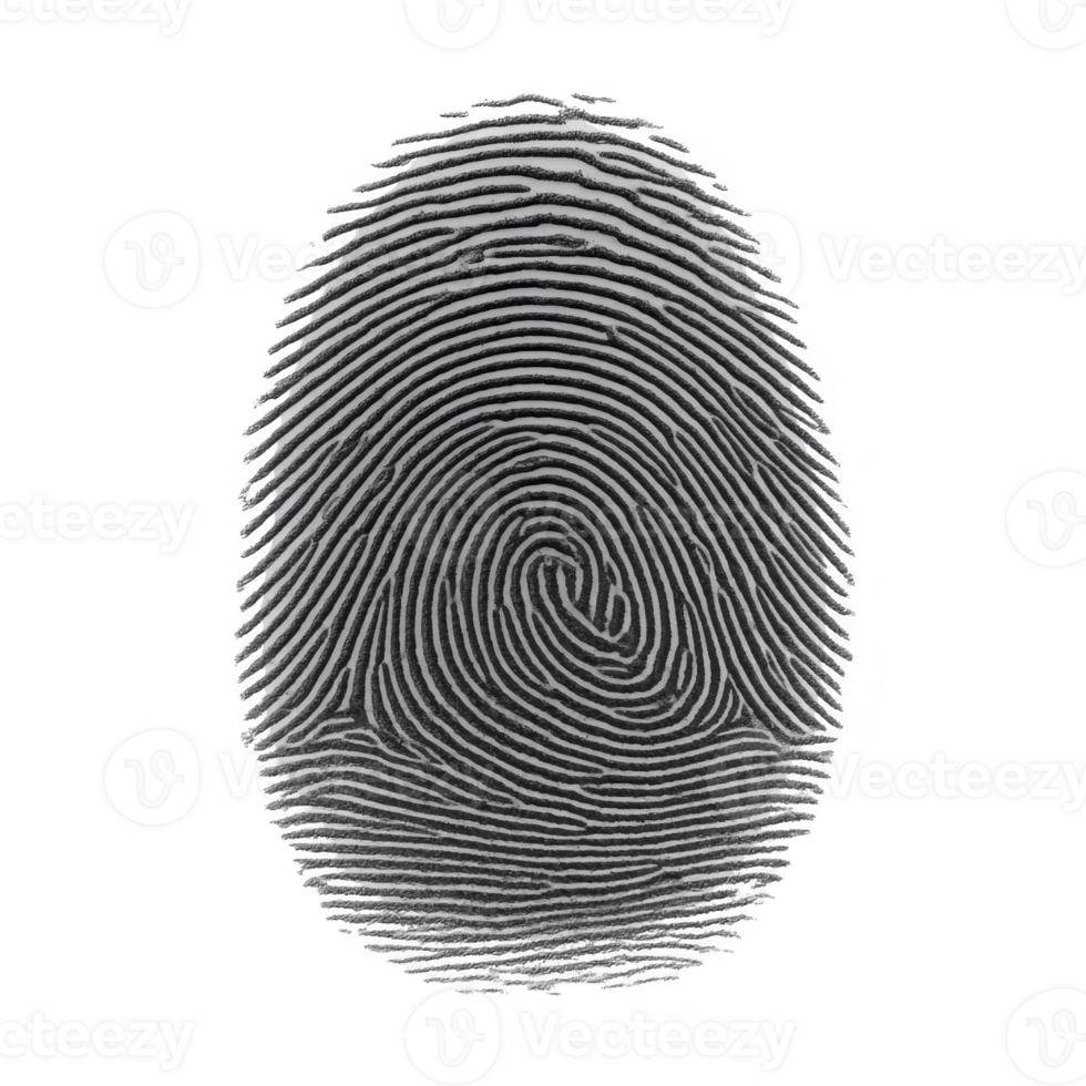 Detailed fingerprint pattern with intricate loops and whorls, isolated on transparency background, symbolizing identity and security png