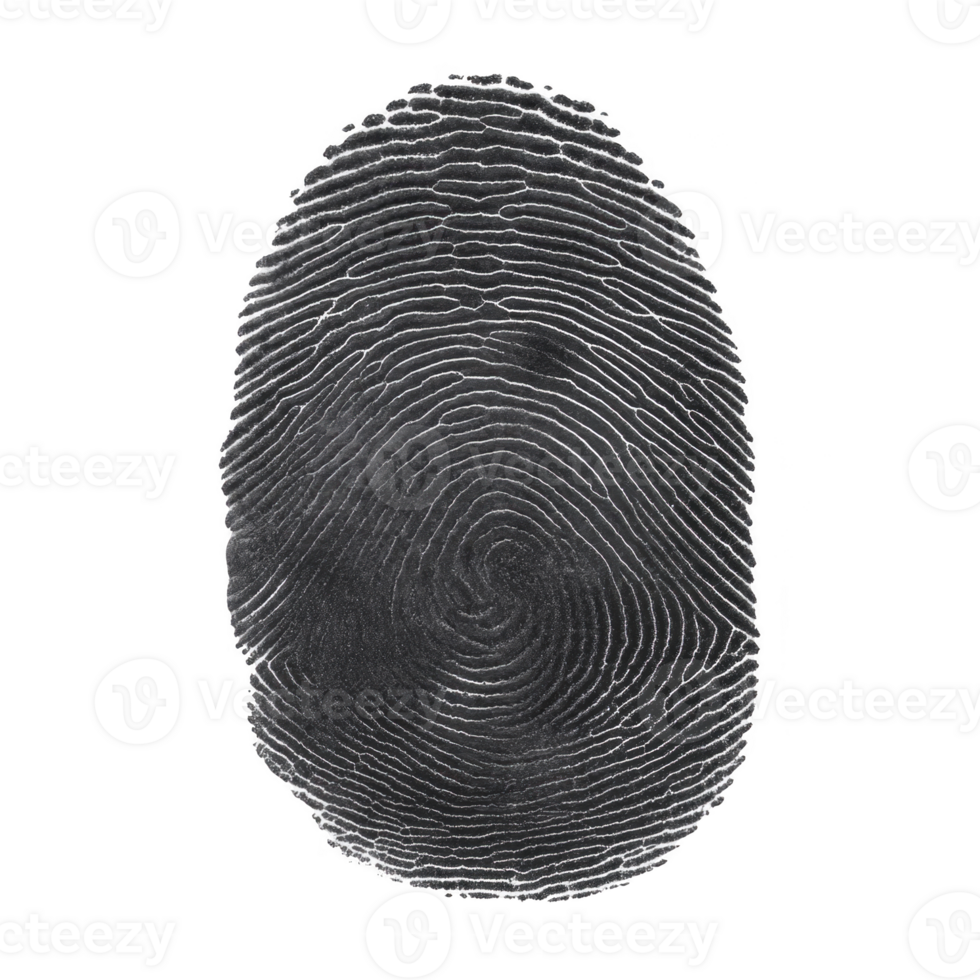 Detailed fingerprint image showcasing unique patterns and ridges, often used for identification and security purposes. intricate design highlights individuality of human fingerprints png