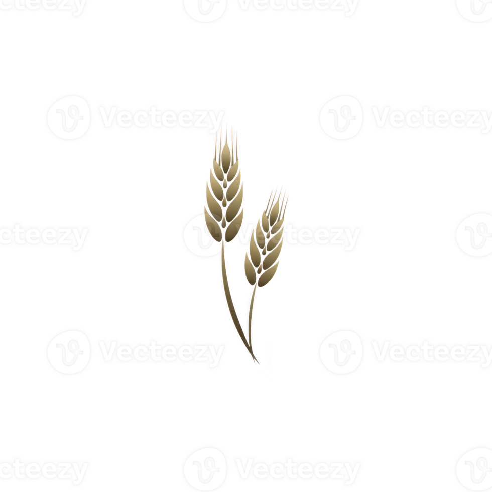 Two golden wheat stalks with detailed grains are depicted against transparent background, symbolizing agriculture and harvest. illustration is simple and elegant, emphasizing natural beauty png
