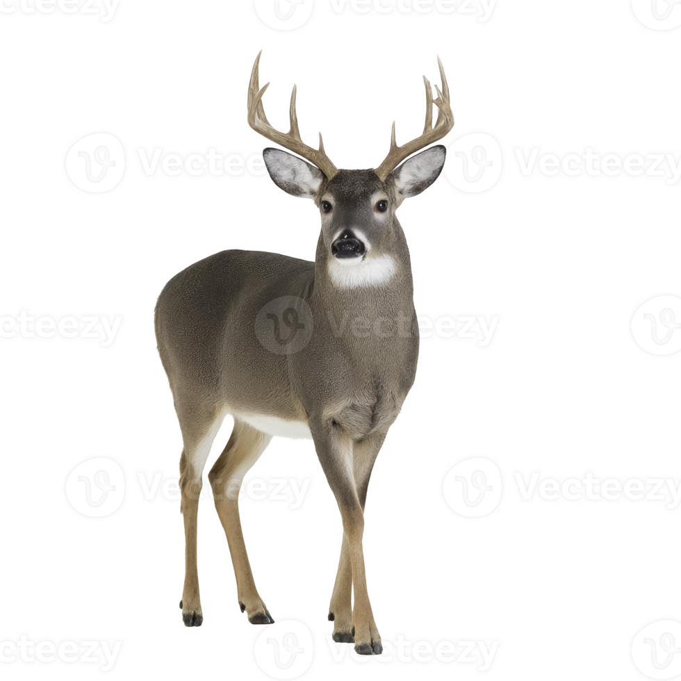 Majestic deer with large antlers stands gracefully, showcasing its elegant posture and natural beauty. deer appears alert and attentive, embodying essence of wildlife in its serene environment png