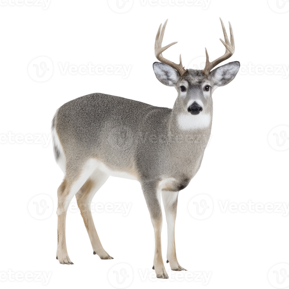 Majestic deer with large antlers stands gracefully, showcasing its natural beauty and elegance. deer fur is mix of gray and white, highlighting its serene presence in wild png