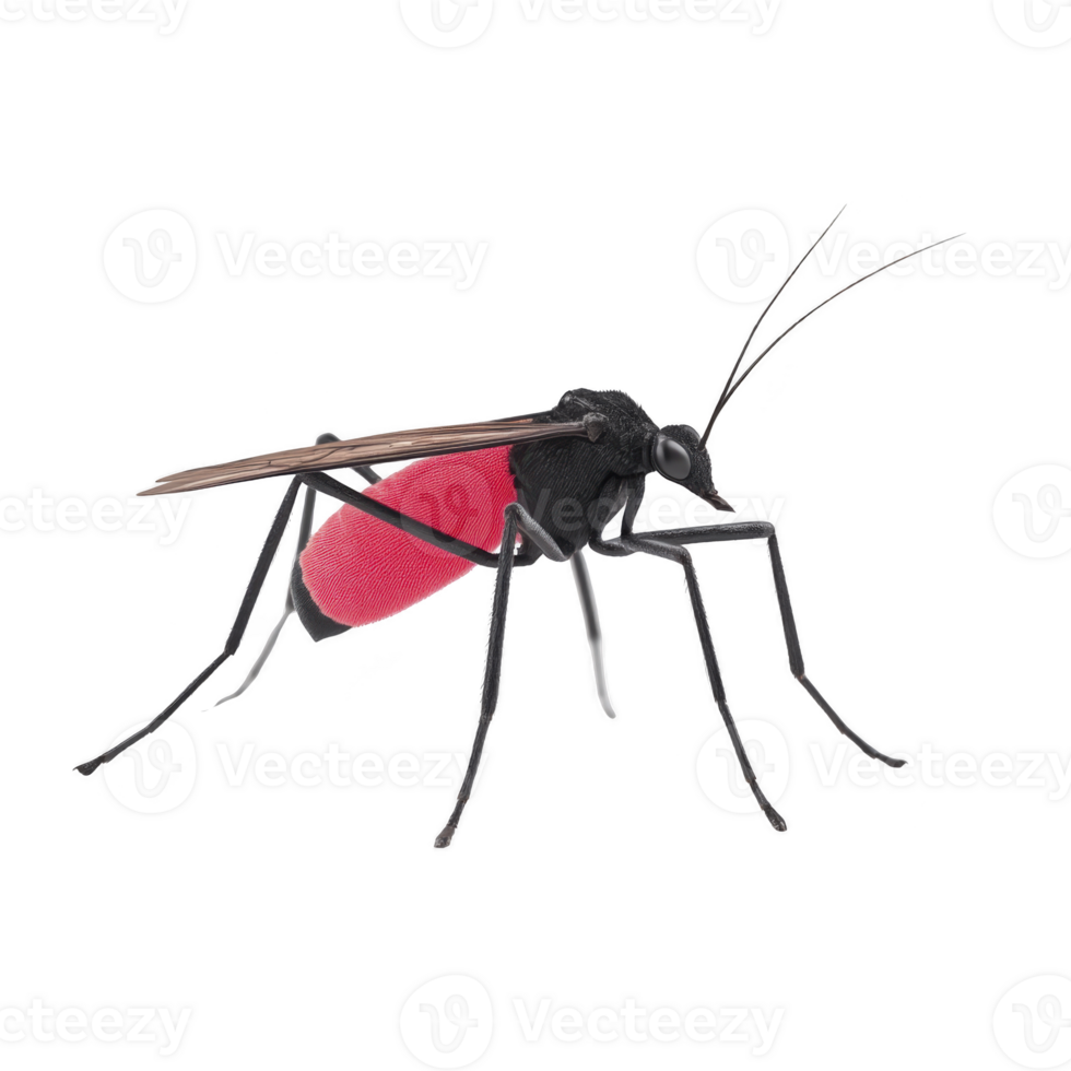 Mosquito with red abdomen stands against transparency background, highlighting its slender legs and delicate wings. vibrant red color suggests it has recently fed png