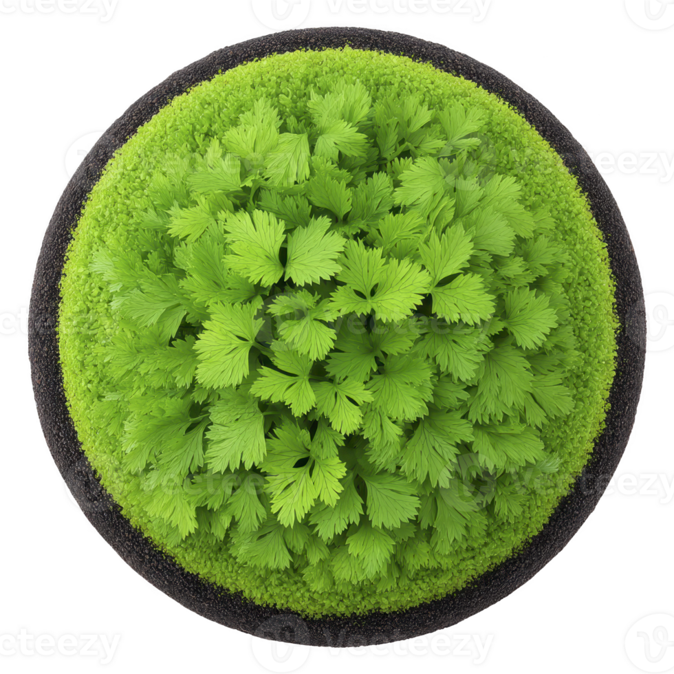 Vibrant top view of lush green plant with delicate leaves, arranged in circular pattern, creating sense of harmony and freshness png