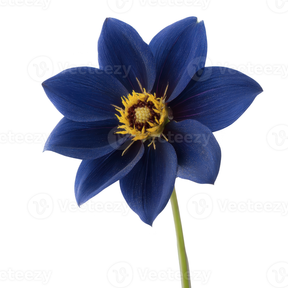 Vibrant blue flower with yellow center and green stem stands out against plain background, showcasing its delicate petals and natural beauty png