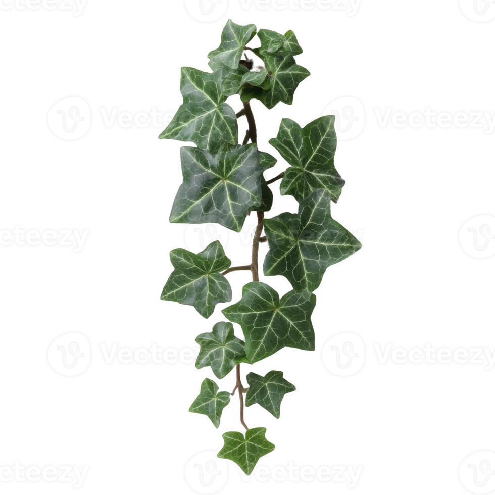 Vibrant green ivy vine with distinctively shaped leaves, showcasing natural and lush appearance. leaves have glossy texture and are arranged in alternating pattern along stem png