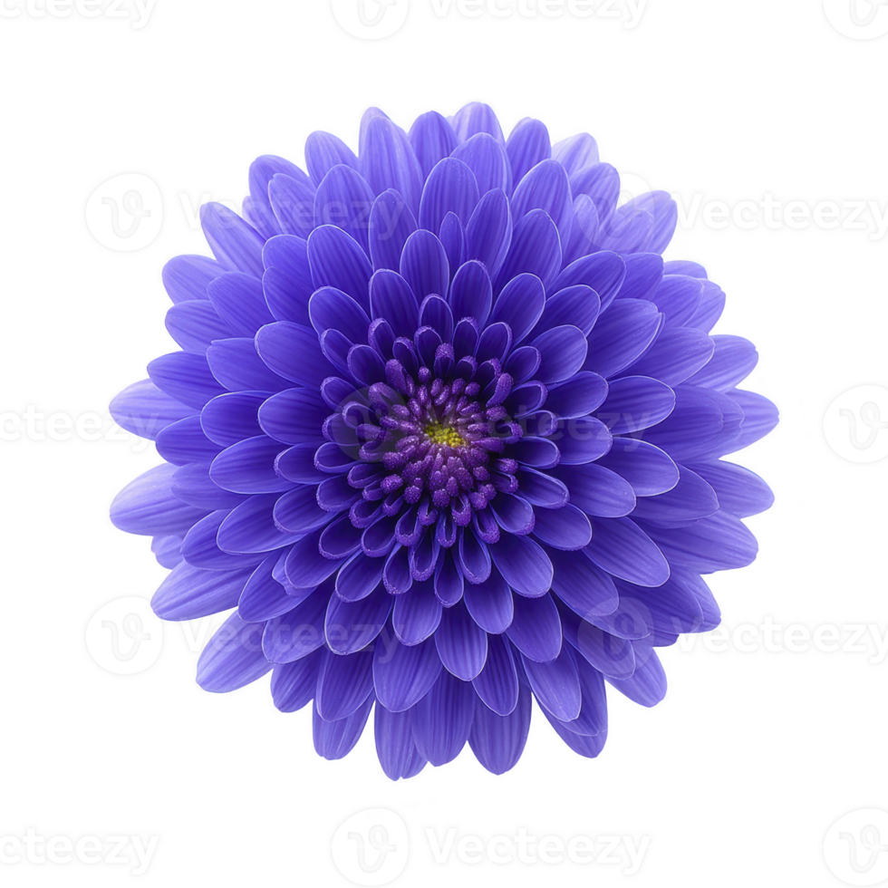 Vibrant purple dahlia flower with layered petals radiates from center, showcasing its intricate and symmetrical design against plain background png