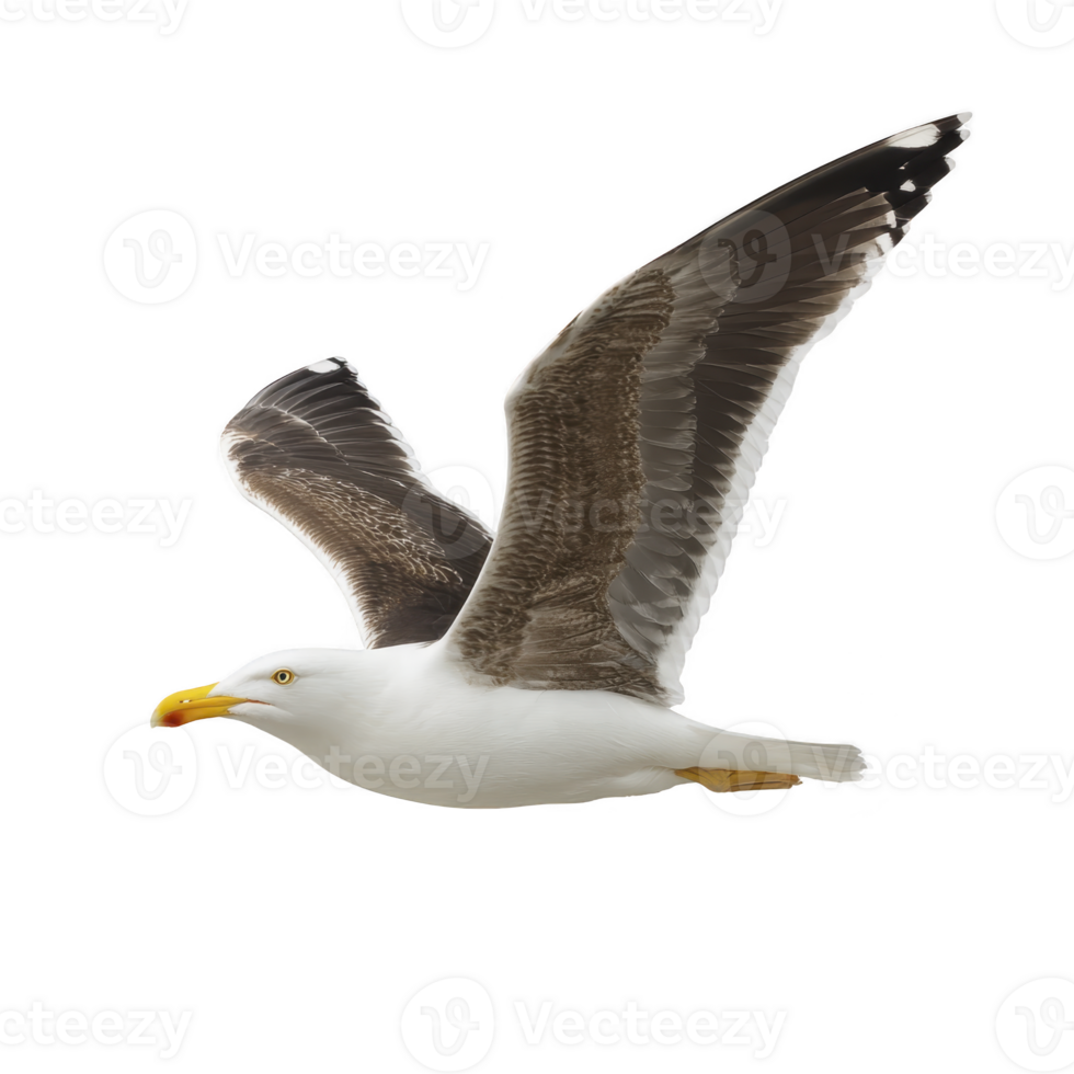 Seagull with outstretched wings gracefully soars through air, showcasing its white and brown plumage against clear sky. bird sharp beak and focused gaze add to its majestic presence png