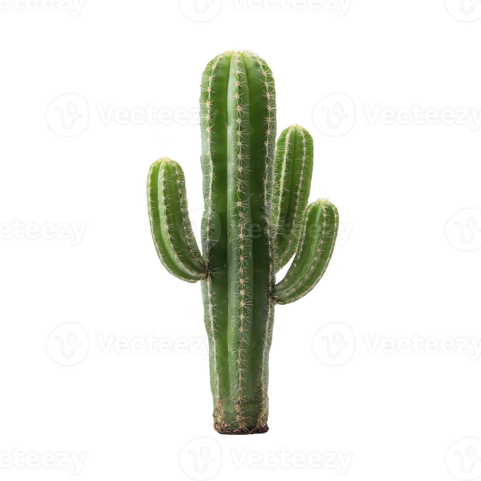 Tall green cactus with multiple arms stands against plain background, showcasing its spiky texture and vibrant color. plant unique shape and desert origin evoke sense of resilience png