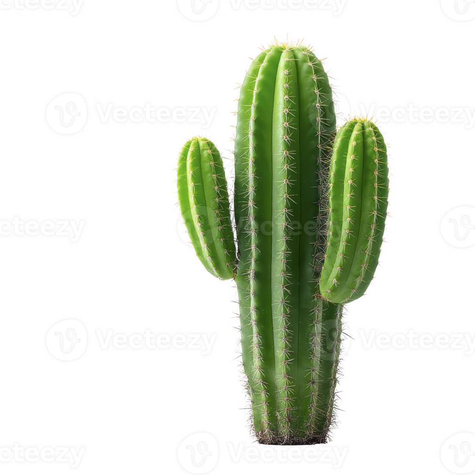 Tall green cactus with three arms stands against plain background, showcasing its spiky texture and vibrant color. cactus is classic desert plant, known for its resilience png