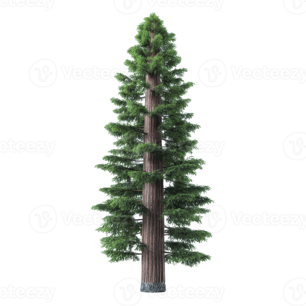 Tall, lush evergreen tree with straight trunk and dense green foliage, resembling coniferous species, stands majestically against plain background png